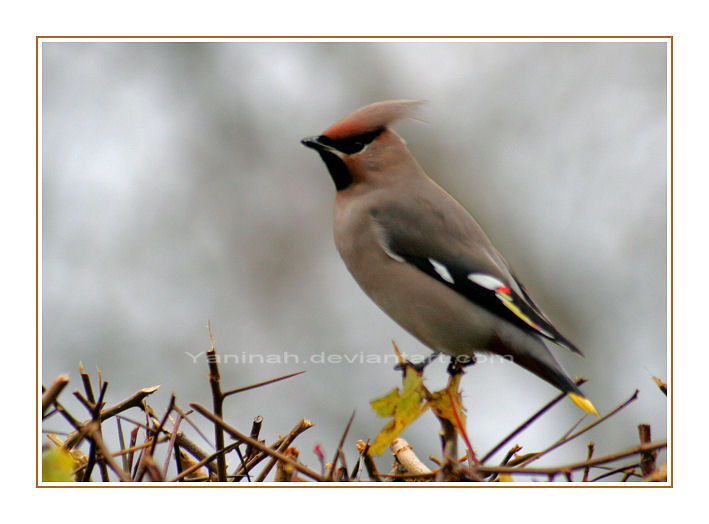 Waxwing