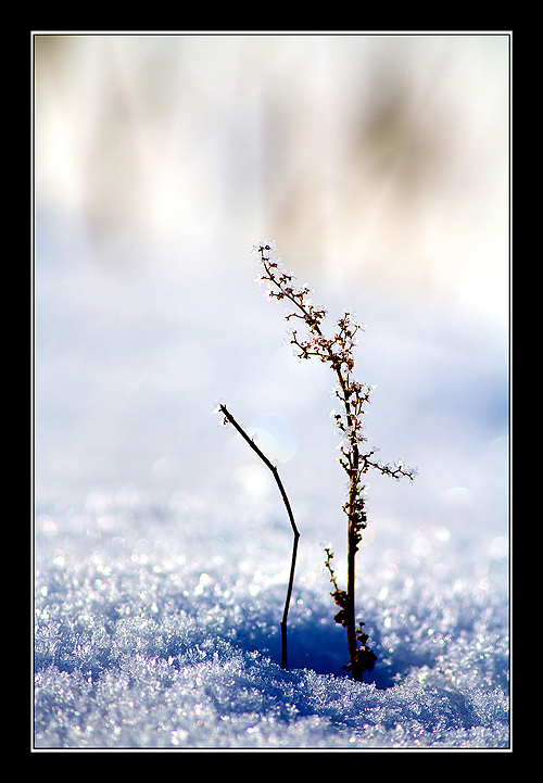 In The Morning Frost