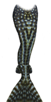 Mermaid Tail 03 (Corydoras)