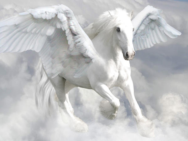 White Pegasus