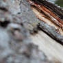 Bark: Depth of Field One