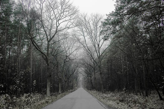 A Road To Blair Forest