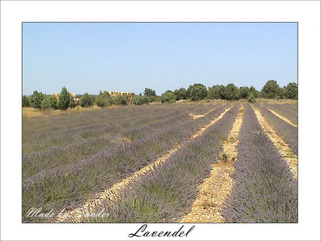 Lavendel