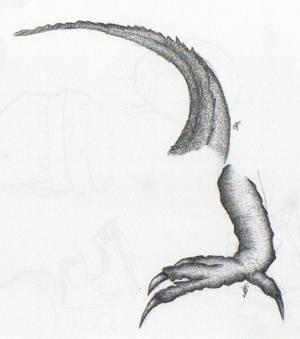 Lizard sketches