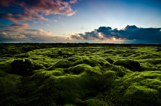 Moss-scape on Iceland