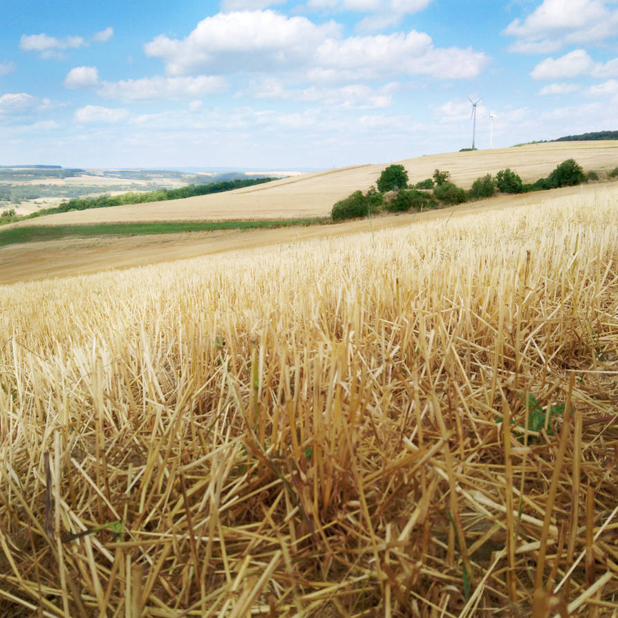 Field of Gold