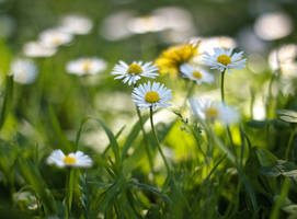 Kaunokaisia...bellis perennis