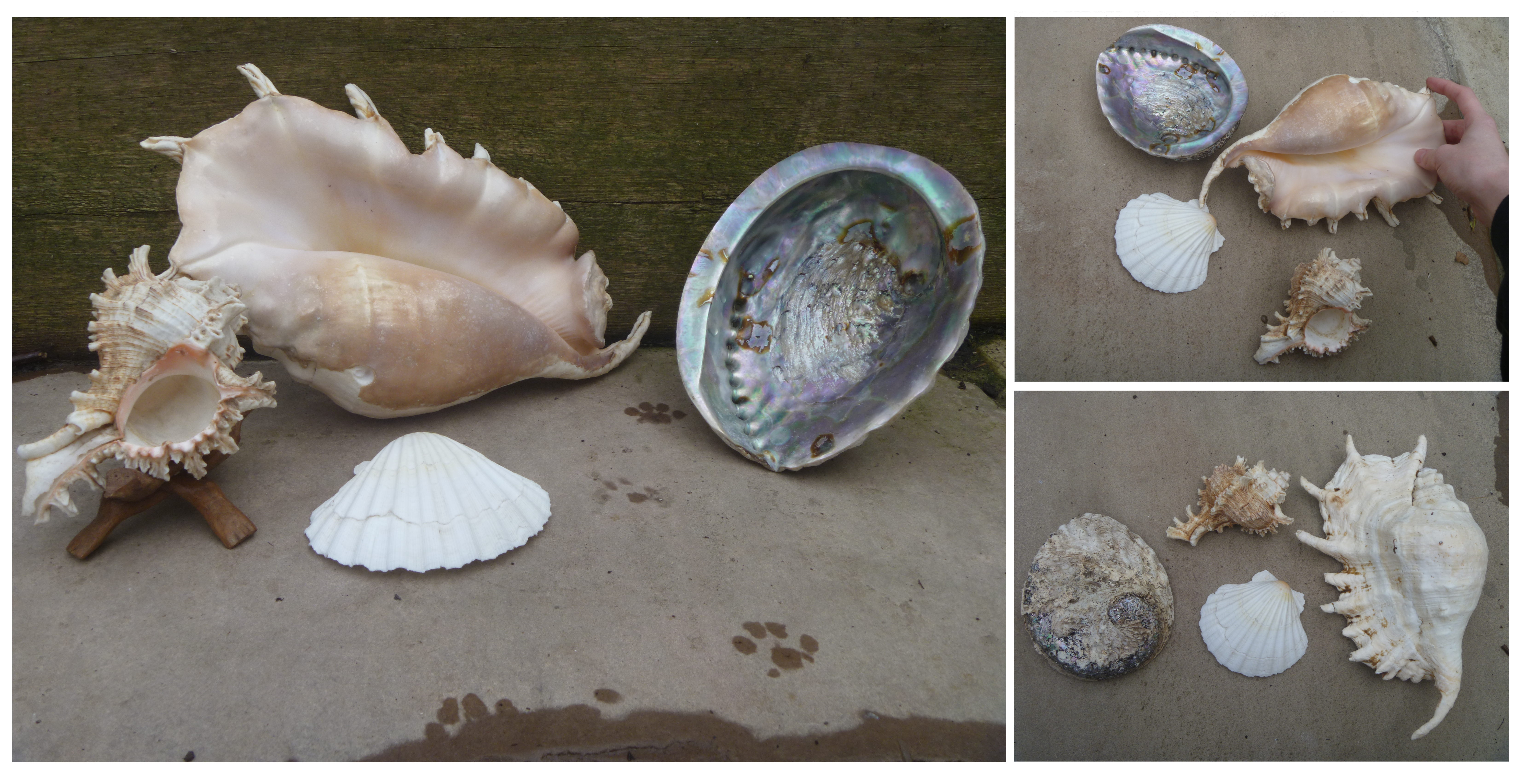 Sea Shells