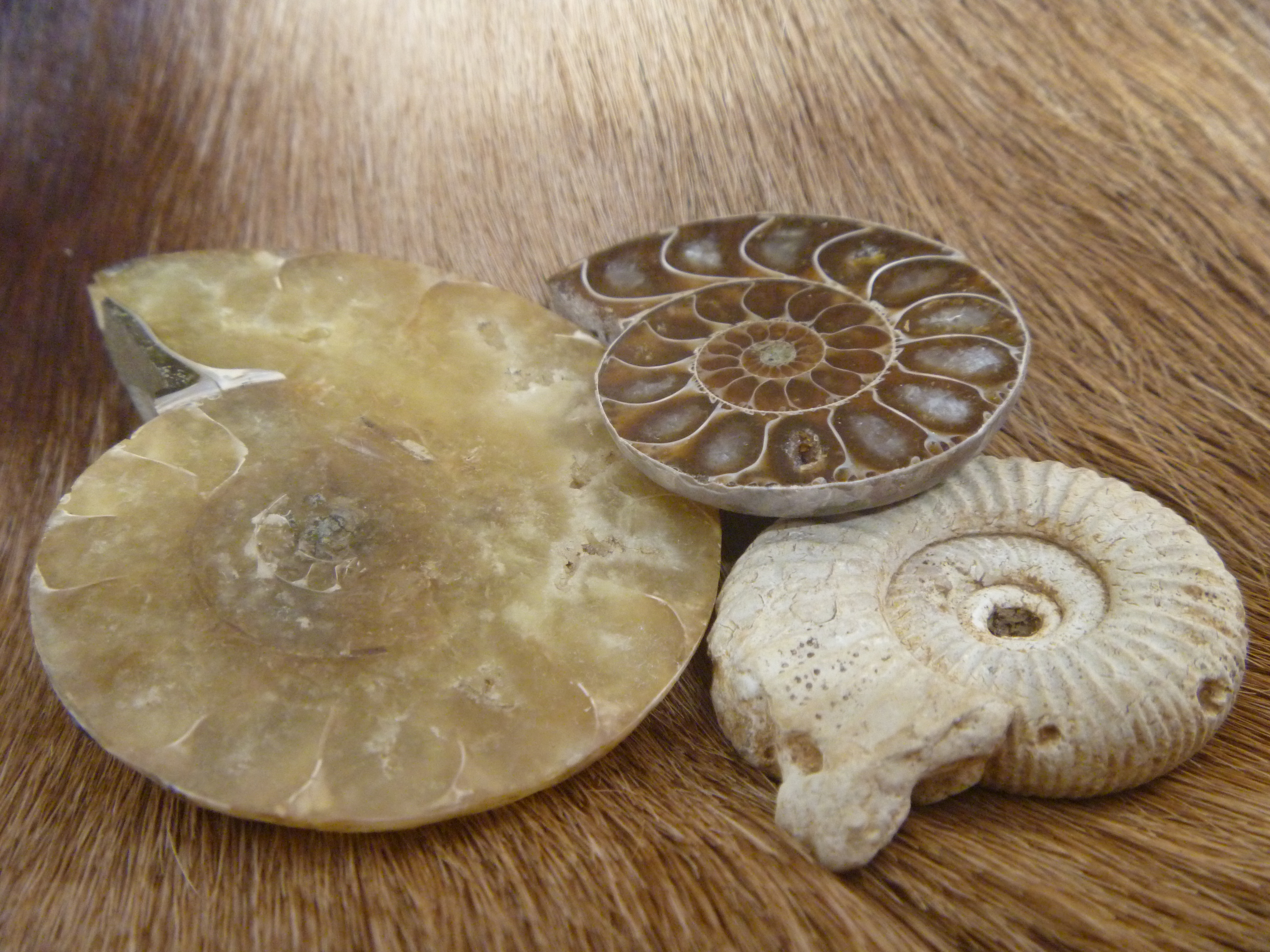 Ammonites