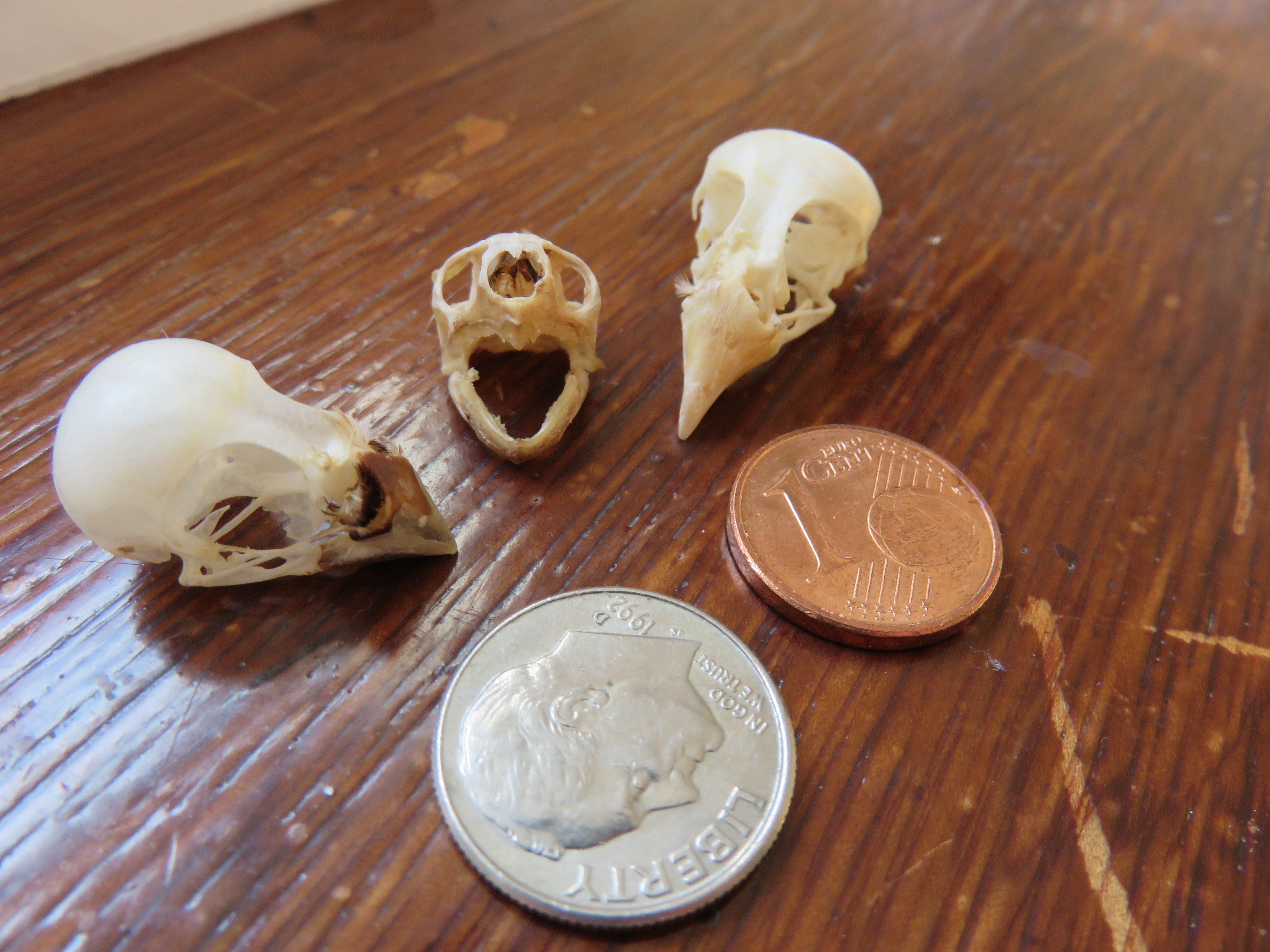 Mini Skulls