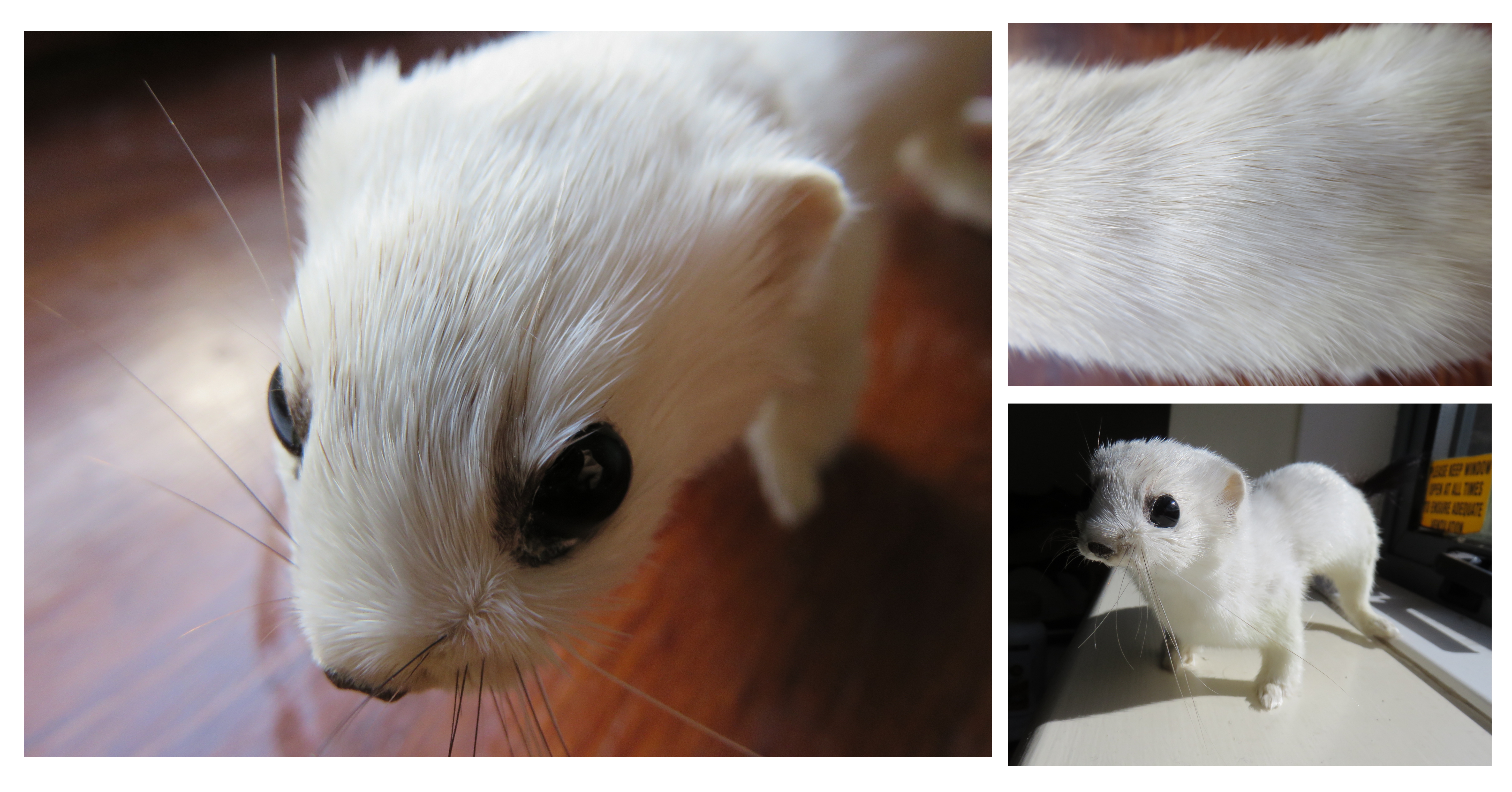 Ermine Finished!