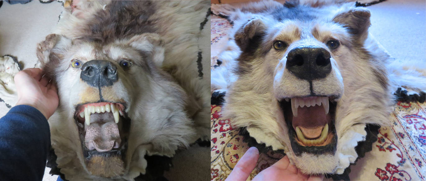Deviantart Wolf Rug Before and After: Vintage Wolf Rug by Jewel-Wing on DeviantArt