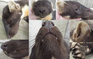 Pine Marten Reference Closeup Photos (no gore)