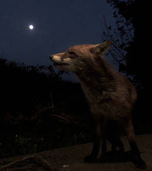 The Fox and the Moon