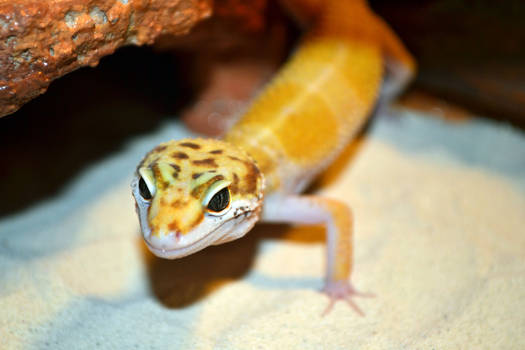 Odo, the Leopard Gecko 1