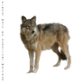 Precut Wolf1