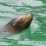 Swimming Sea Lion