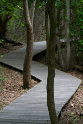 Sunken Forest Walk