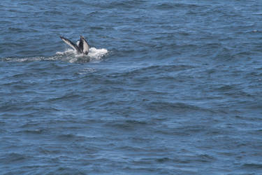 Whale Tail