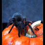 The Spider and the Pumpkin