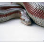 Slither 3