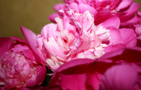 Peonies