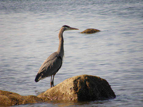 Deep in Thought Crane