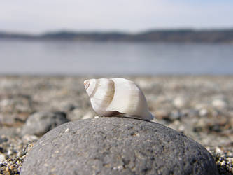 Shell