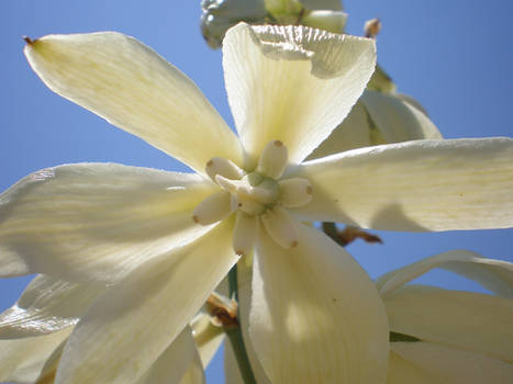 white flower