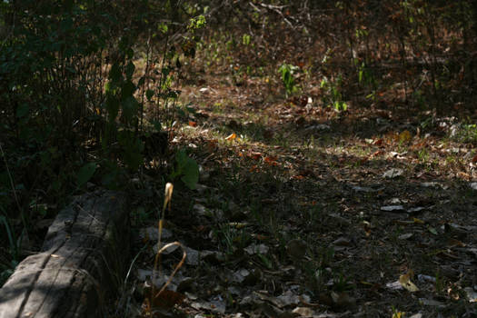 Autumn Forest