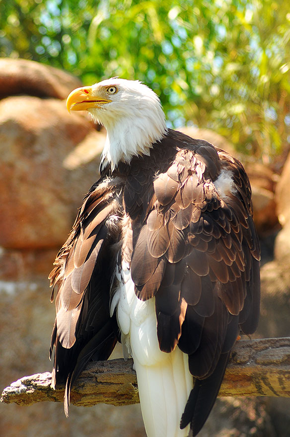 Bald Eagle