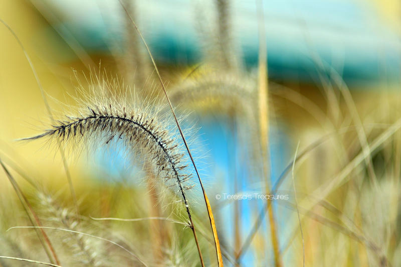 Field of Dreams