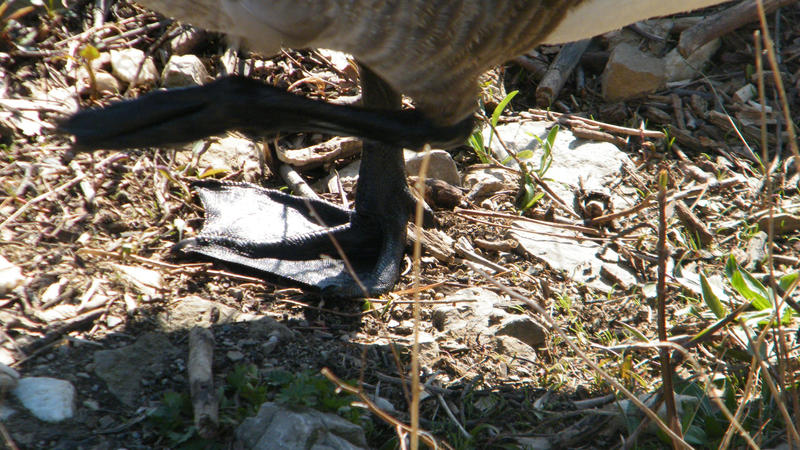 Webbed Foot March