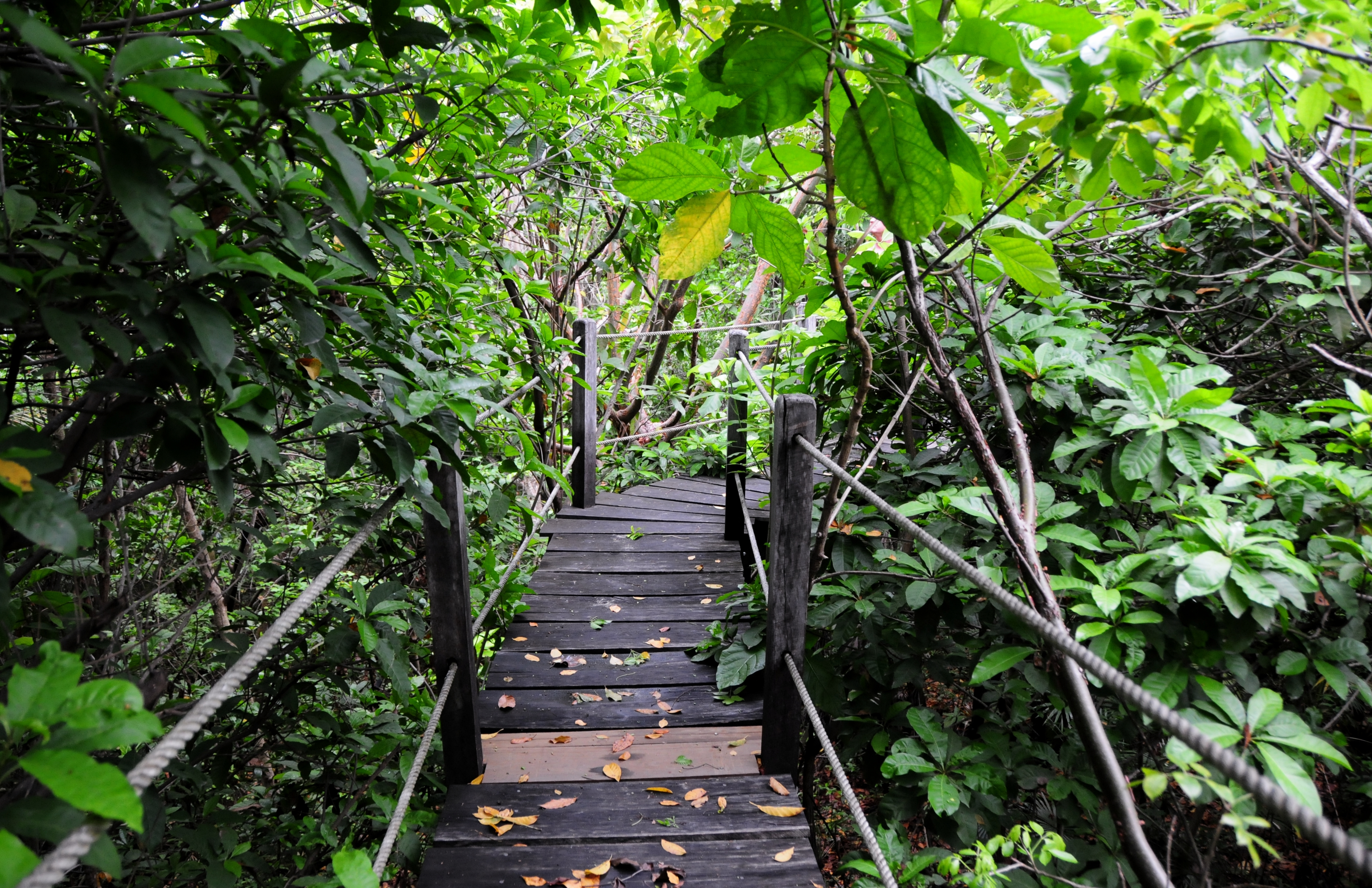 Walking in the Tree Tops - Belize