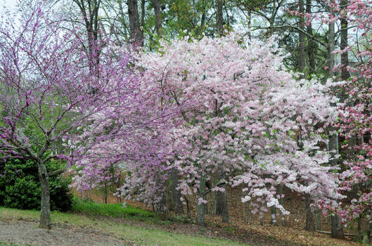 Tree 15 - Cherry Tree 2