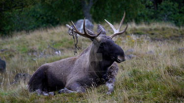 Eurasian Elk Male