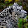 Snow Leopard