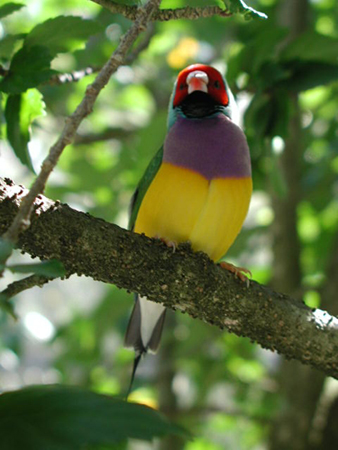 Gouldian Finch