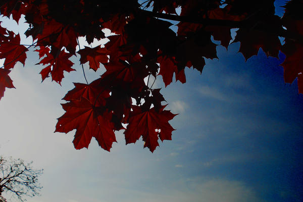 the blue sky turned to grey