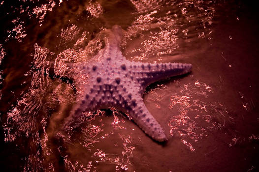 Starfish 02
