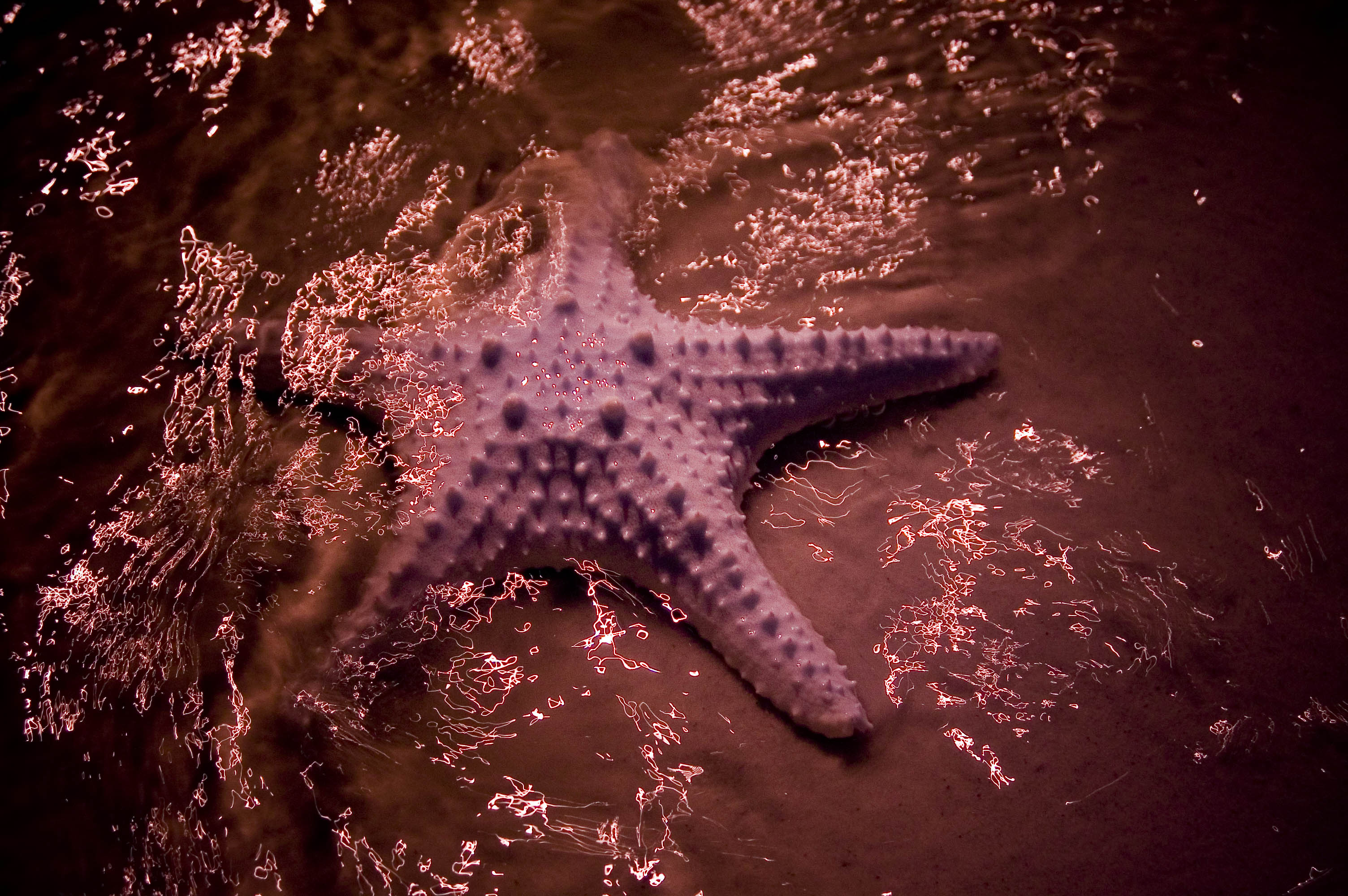 Starfish 02