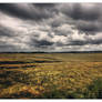 Wheat Field