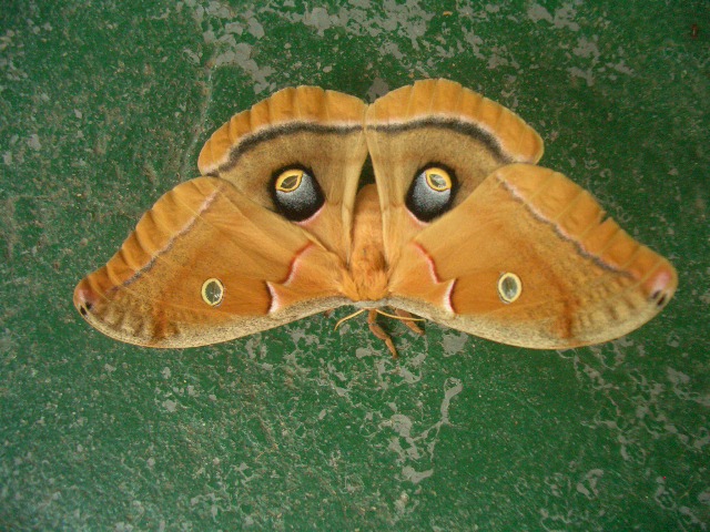 Moth