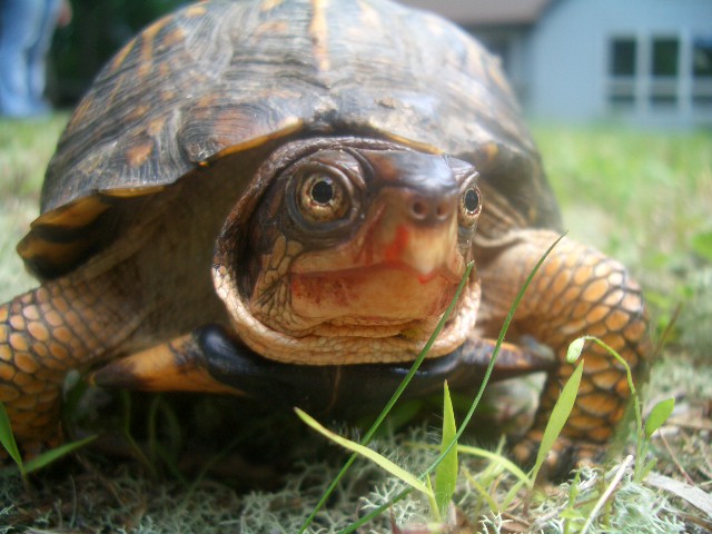 Turtle