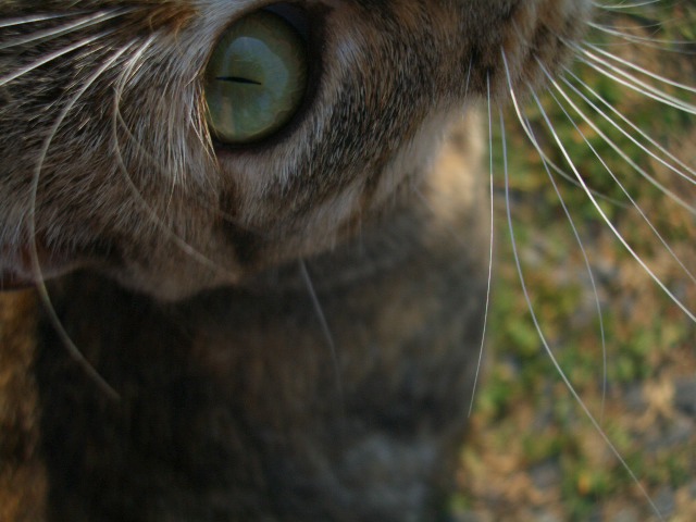 Cats eye