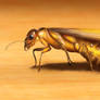 Flying Termite