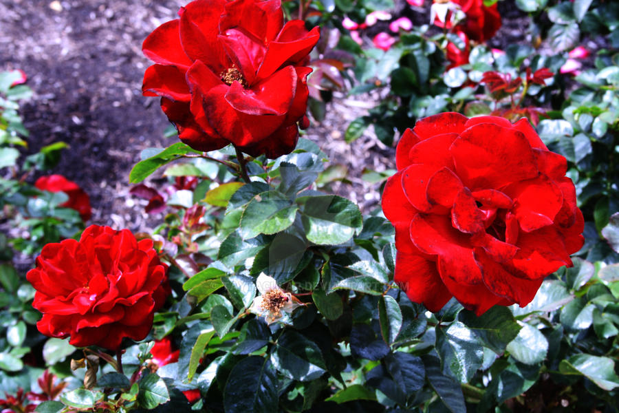 Red Roses Try Three red roses by Taytacular on DeviantArt