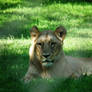 Panthera leo