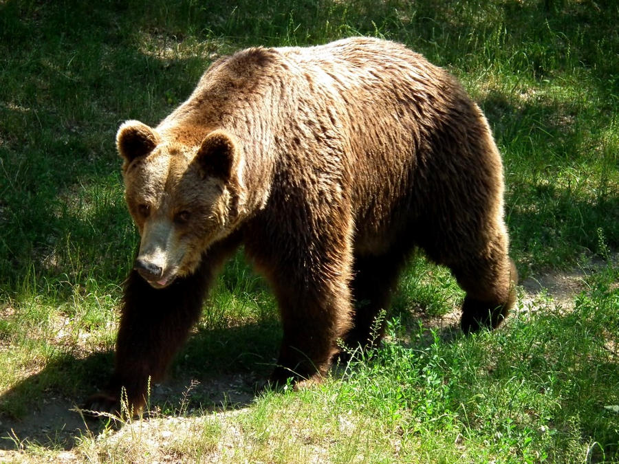 Bear on the Walk