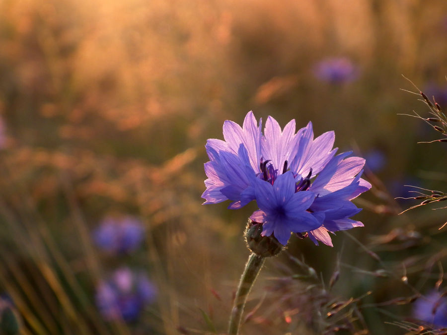 Blue Smile of Earth